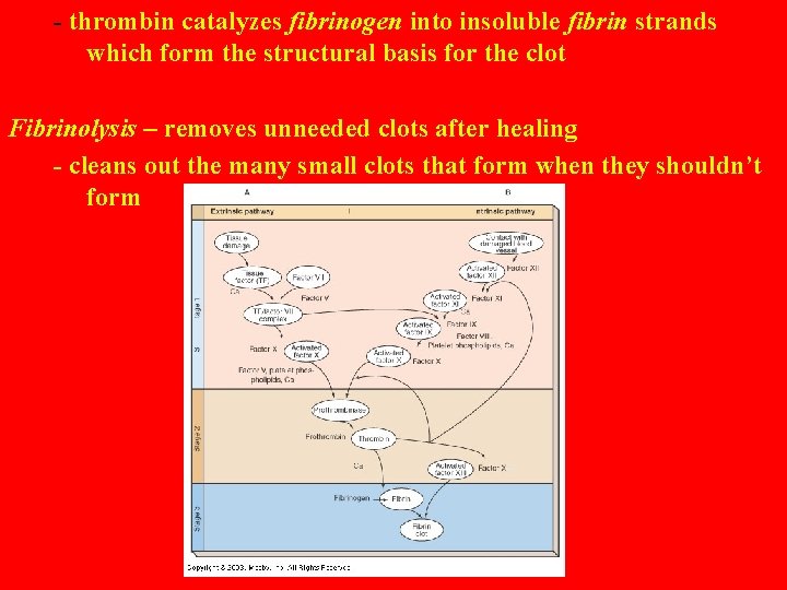 - thrombin catalyzes fibrinogen into insoluble fibrin strands which form the structural basis for