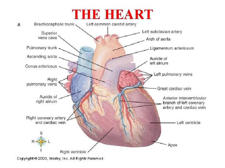 THE HEART 