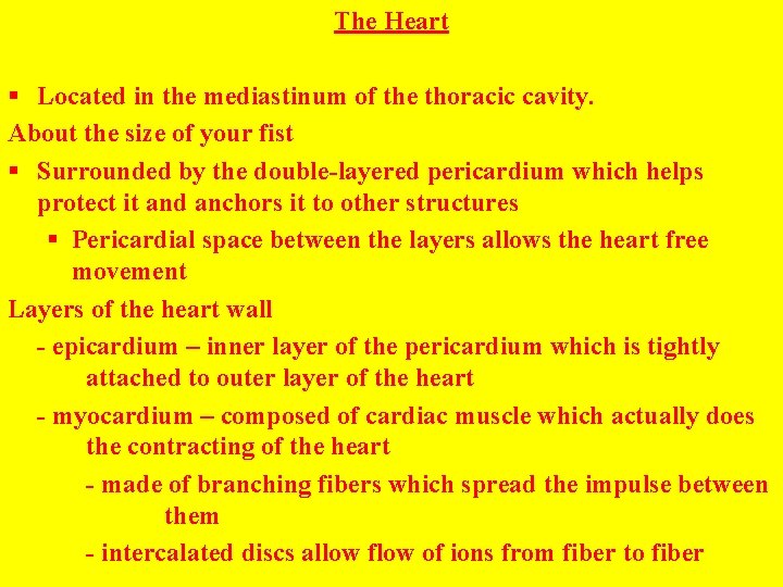 The Heart § Located in the mediastinum of the thoracic cavity. About the size