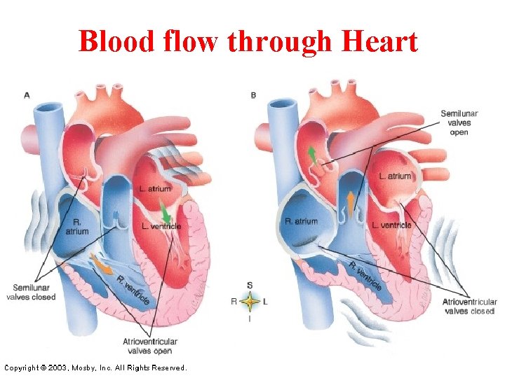 Blood flow through Heart 