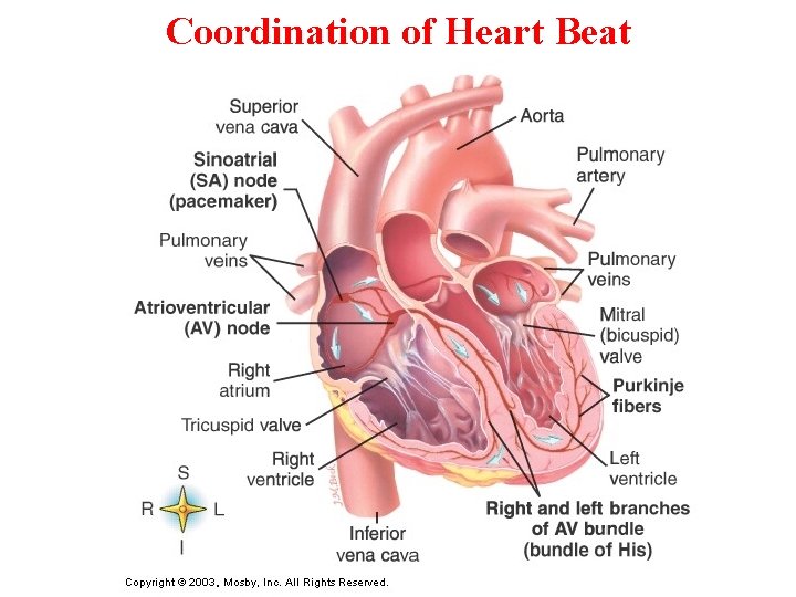 Coordination of Heart Beat 