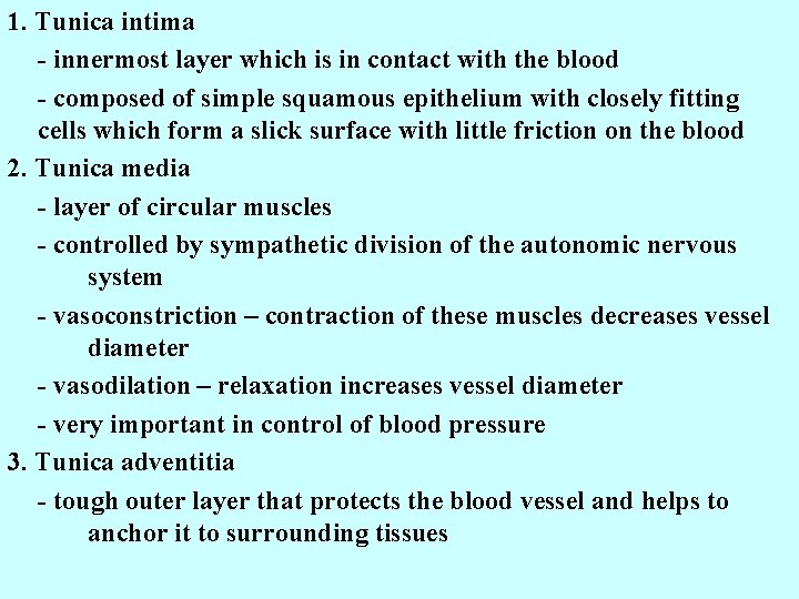 1. Tunica intima - innermost layer which is in contact with the blood -