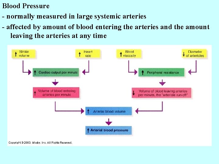 Blood Pressure - normally measured in large systemic arteries - affected by amount of