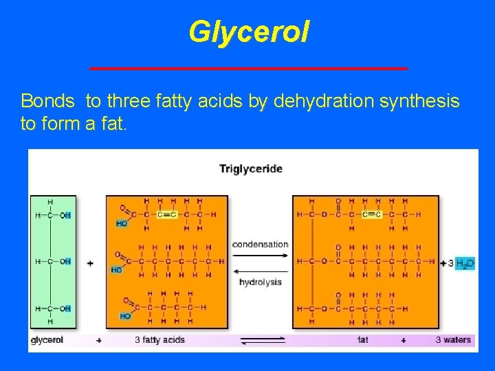 Glycerol Bonds to three fatty acids by dehydration synthesis to form a fat. 