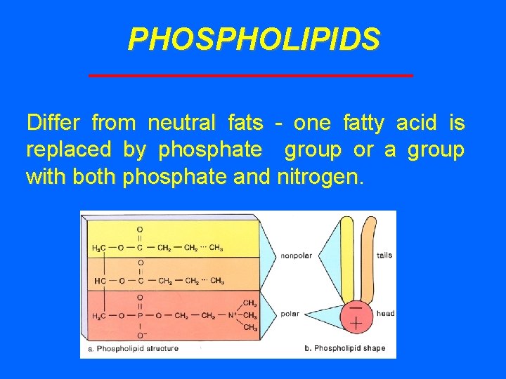 PHOSPHOLIPIDS Differ from neutral fats - one fatty acid is replaced by phosphate group