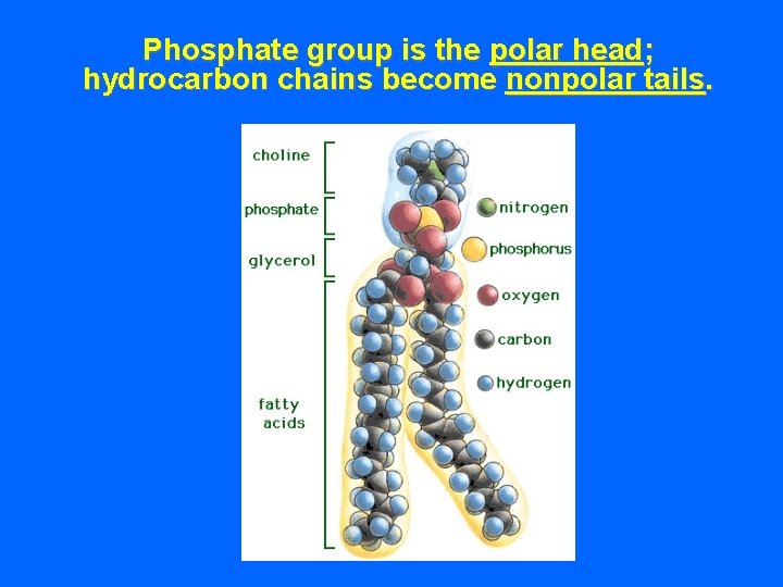 Phosphate group is the polar head; hydrocarbon chains become nonpolar tails. 