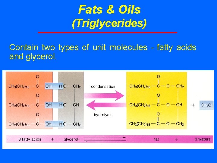 Fats & Oils (Triglycerides) Contain two types of unit molecules - fatty acids and