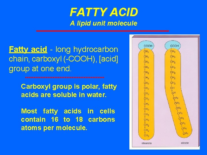 FATTY ACID A lipid unit molecule Fatty acid - long hydrocarbon chain, carboxyl (-COOH),