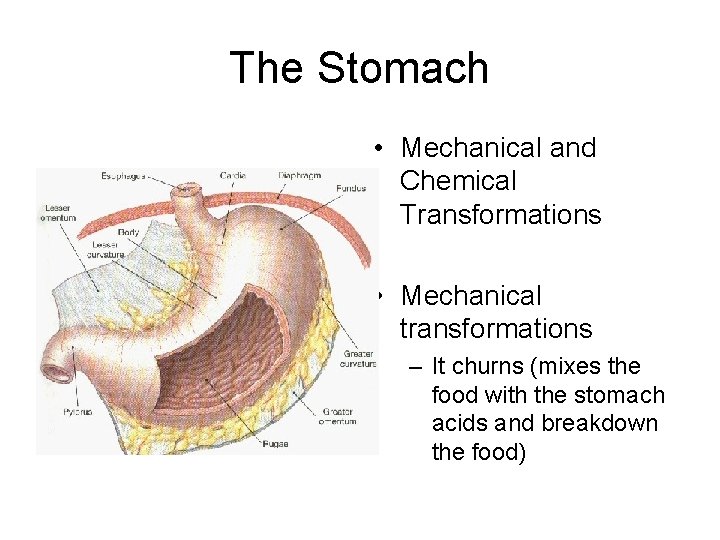 The Stomach • Mechanical and Chemical Transformations • Mechanical transformations – It churns (mixes The Stomach • Mechanical and Chemical Transformations • Mechanical transformations – It churns (mixes
