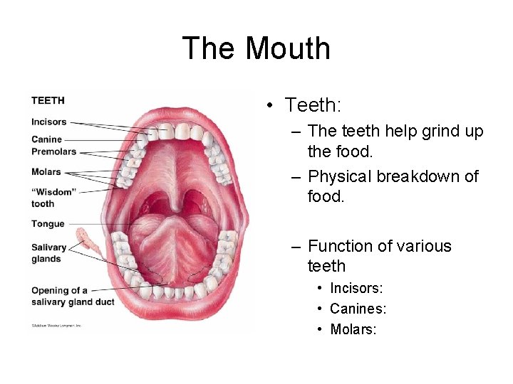 The Mouth • Teeth: – The teeth help grind up the food. – Physical The Mouth • Teeth: – The teeth help grind up the food. – Physical