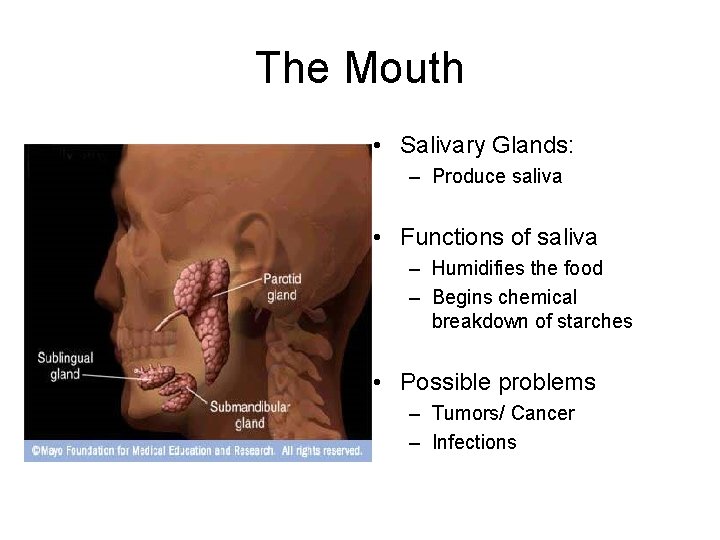 The Mouth • Salivary Glands: – Produce saliva • Functions of saliva – Humidifies The Mouth • Salivary Glands: – Produce saliva • Functions of saliva – Humidifies