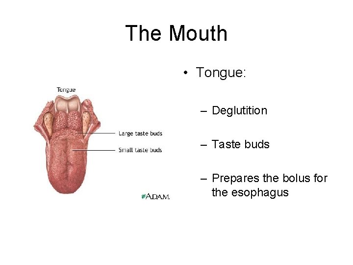 The Mouth • Tongue: – Deglutition – Taste buds – Prepares the bolus for The Mouth • Tongue: – Deglutition – Taste buds – Prepares the bolus for