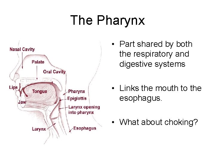 The Pharynx • Part shared by both the respiratory and digestive systems • Links The Pharynx • Part shared by both the respiratory and digestive systems • Links
