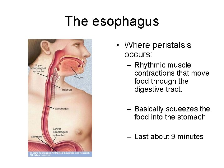 The esophagus • Where peristalsis occurs: – Rhythmic muscle contractions that move food through The esophagus • Where peristalsis occurs: – Rhythmic muscle contractions that move food through