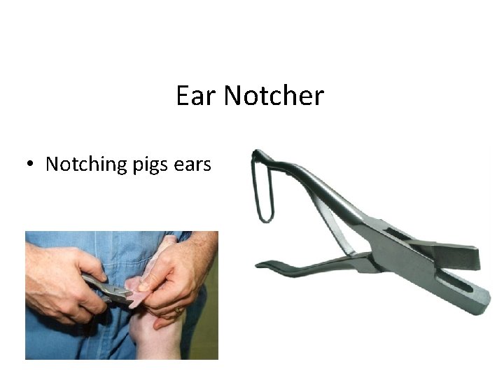 Ear Notcher • Notching pigs ears 