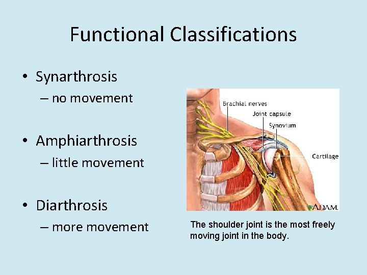 Functional Classifications • Synarthrosis – no movement • Amphiarthrosis – little movement • Diarthrosis