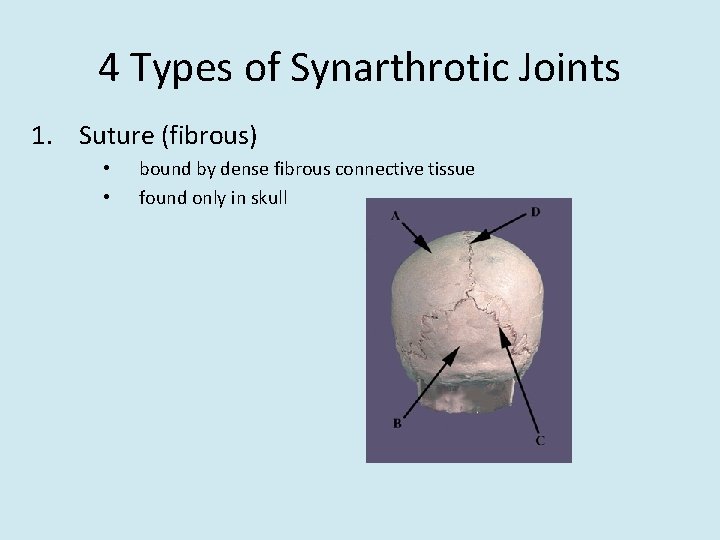 4 Types of Synarthrotic Joints 1. Suture (fibrous) • • bound by dense fibrous