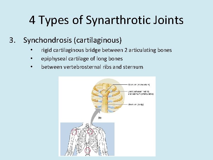 4 Types of Synarthrotic Joints 3. Synchondrosis (cartilaginous) • • • rigid cartilaginous bridge