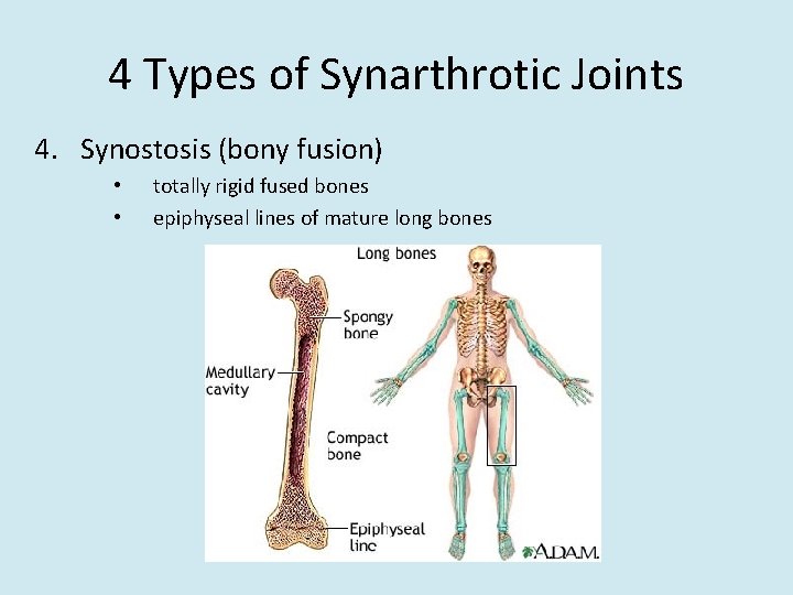 4 Types of Synarthrotic Joints 4. Synostosis (bony fusion) • • totally rigid fused