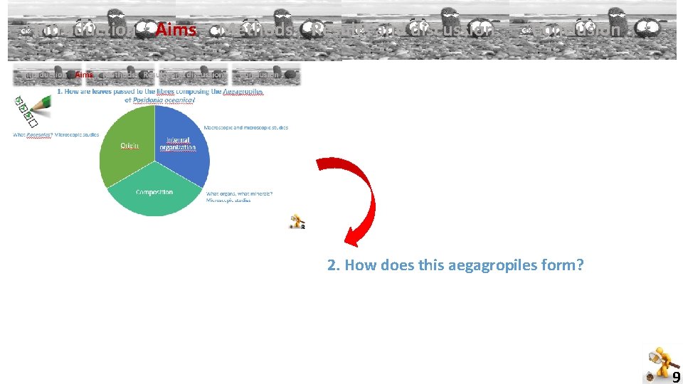 Introduction Aims Methods Results and discussion Conclusion 2. How does this aegagropiles form? 9