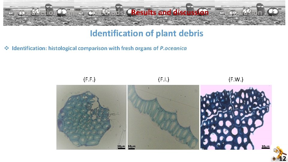 Introduction Aims Methods Results and discussion Conclusion Identification of plant debris v Identification: histological