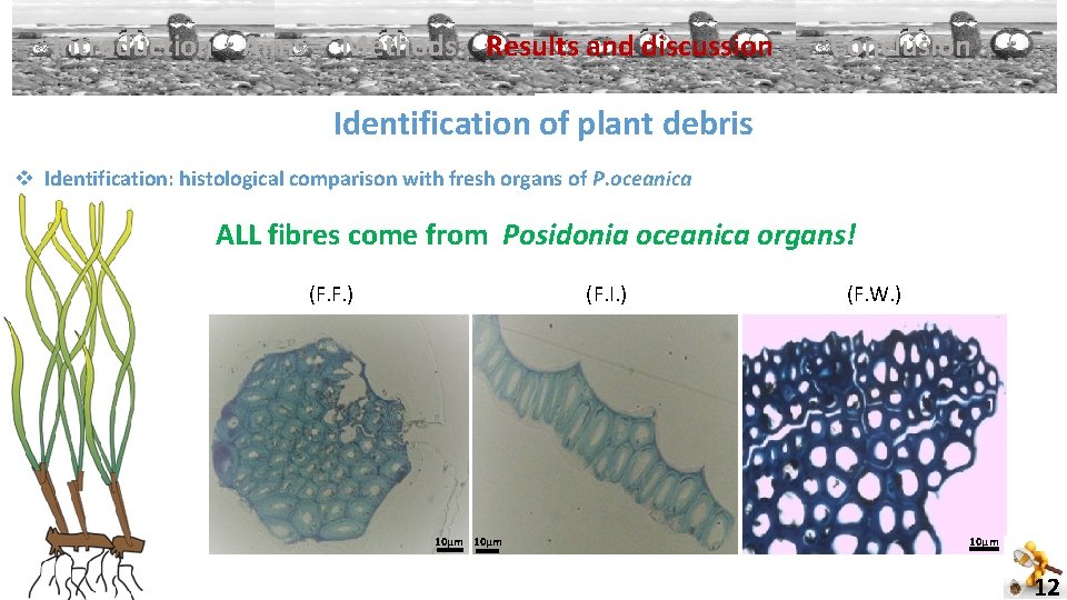Introduction Aims Methods Results and discussion Conclusion Identification of plant debris v Identification: histological