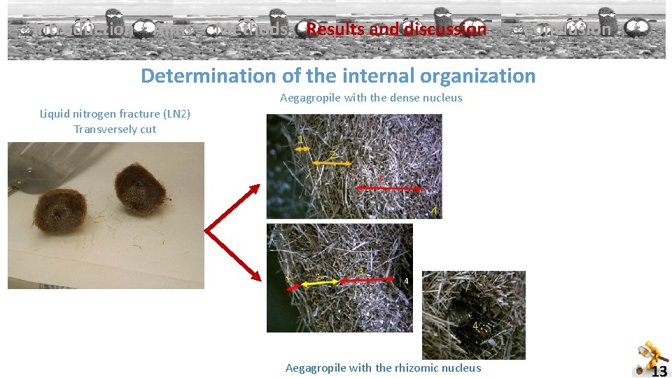 Introduction Aims Methods Results and discussion Conclusion Determination of the internal organization Aegagropile with