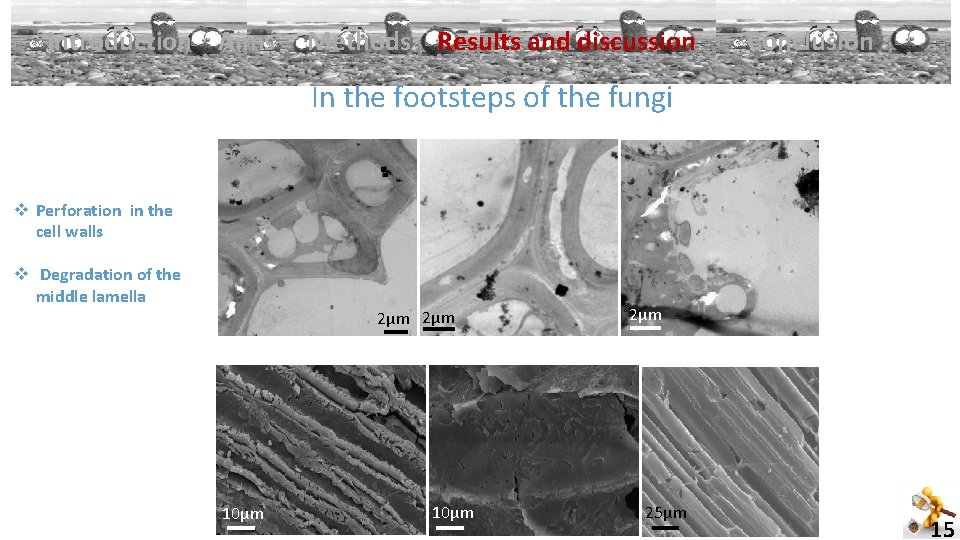 Introduction Aims Methods Results and discussion Conclusion In the footsteps of the fungi v