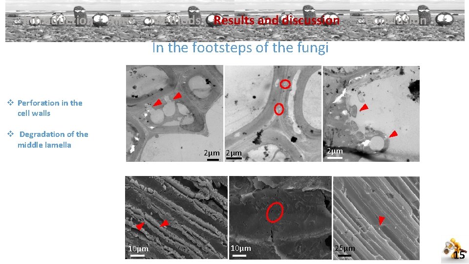 Introduction Aims Methods Results and discussion Conclusion In the footsteps of the fungi v