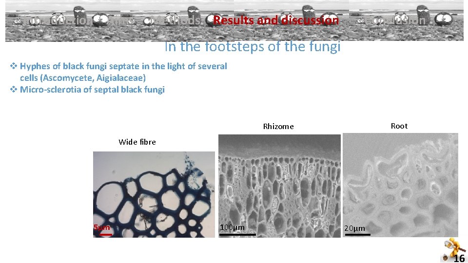 Introduction Aims Methods Results and discussion Conclusion In the footsteps of the fungi v