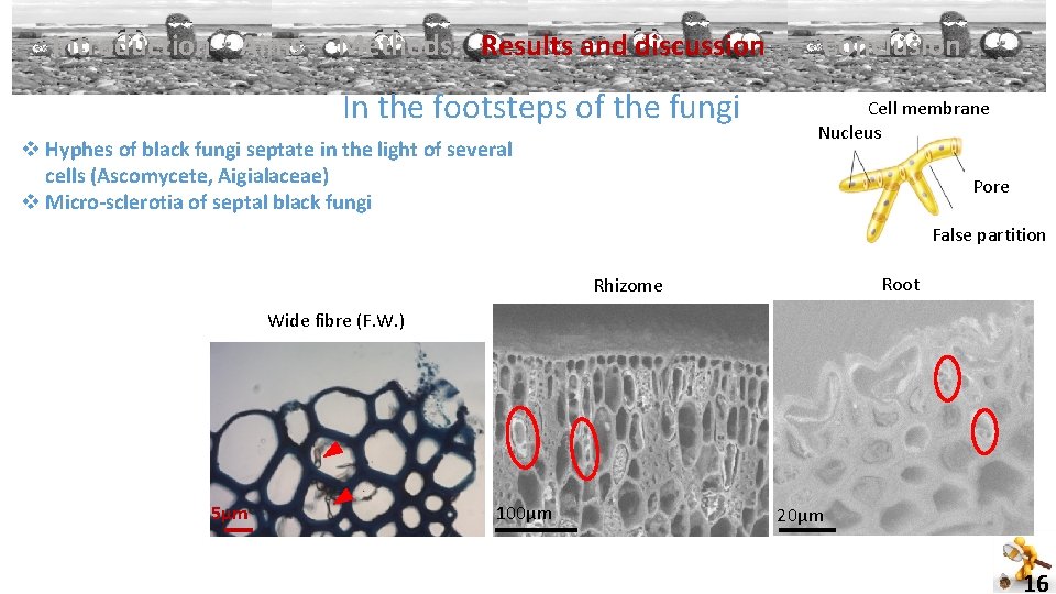 Introduction Aims Methods Results and discussion In the footsteps of the fungi v Hyphes