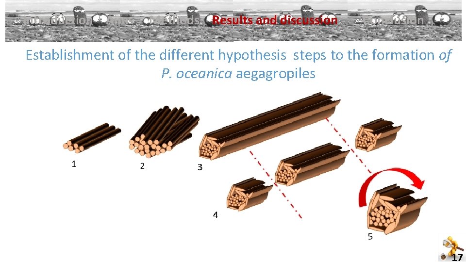 Introduction Aims Methods Results and discussion Conclusion Establishment of the different hypothesis steps to