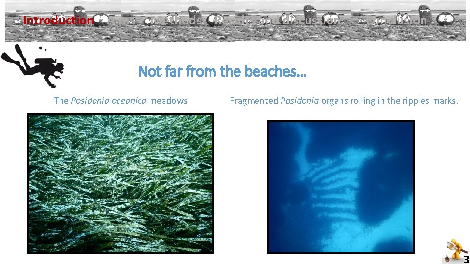 Introduction Aims Methods Results and discussion Conclusion Not far from the beaches… The Posidonia