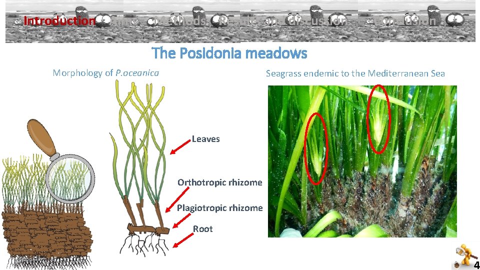 ü Introduction Aims Methods Results and discussion Conclusion The Posidonia meadows Morphology of P.