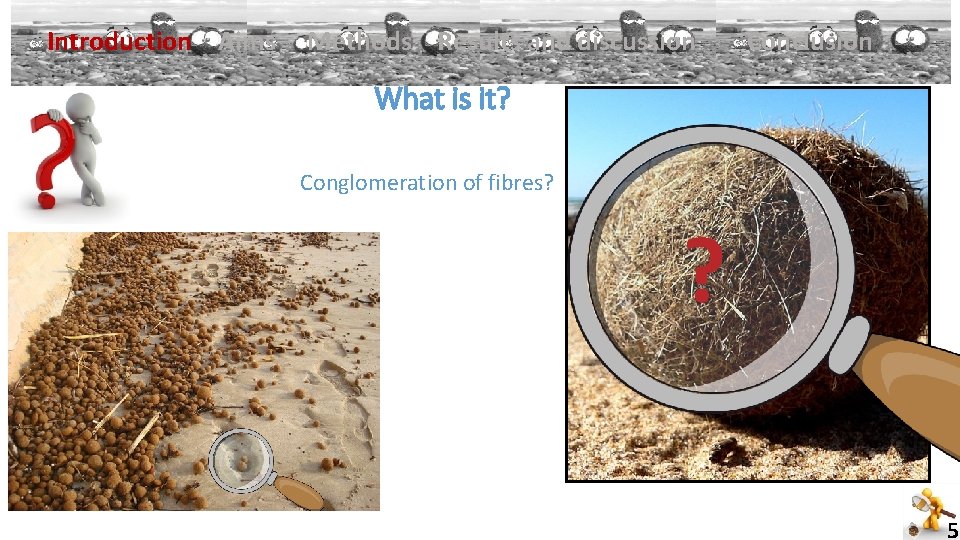 ü Introduction Aims Methods Results and discussion Conclusion What is it? Conglomeration of fibres?