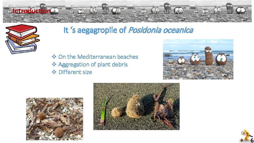 ü Introduction Aims Methods Results and discussion Conclusion It ‘s aegagropile of Posidonia oceanica
