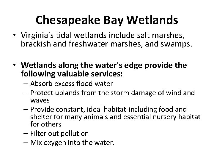 Chesapeake Bay Wetlands • Virginia's tidal wetlands include salt marshes, brackish and freshwater marshes,