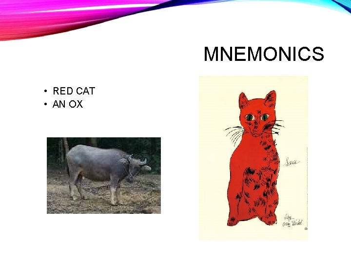 MNEMONICS • RED CAT • AN OX MNEMONICS • RED CAT • AN OX