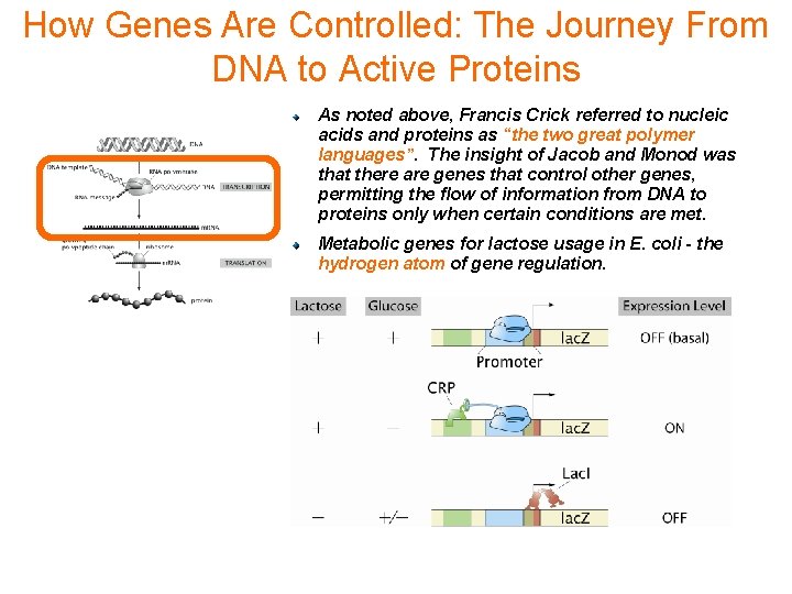 How Genes Are Controlled: The Journey From DNA to Active Proteins As noted above,
