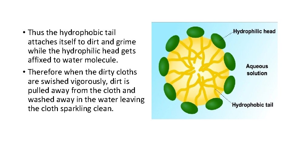  • Thus the hydrophobic tail attaches itself to dirt and grime while the