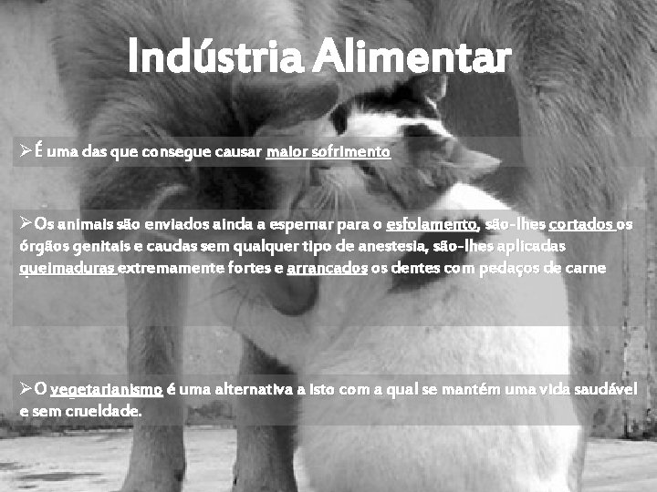 Indústria Alimentar ØÉ uma das que consegue causar maior sofrimento ØOs animais são enviados