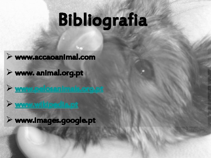 Bibliografia Ø www. accaoanimal. com Ø www. animal. org. pt Ø www. pelosanimais. org.