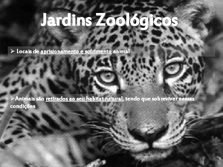 Jardins Zoológicos Ø Locais de aprisionamento e sofrimento animal ØAnimais são retirados ao seu