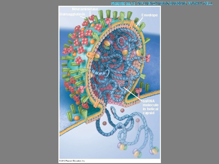 FIGURE 22. 12 INFLUENZAVIRUS BUDDING FROM A CELL Neuraminidase Hemagglutinin Envelope ss. RNA molecule