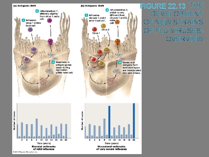 THE DEVELOPMENT OF NEW STRAINS OF FLU VIRUSESOVERVIEW 