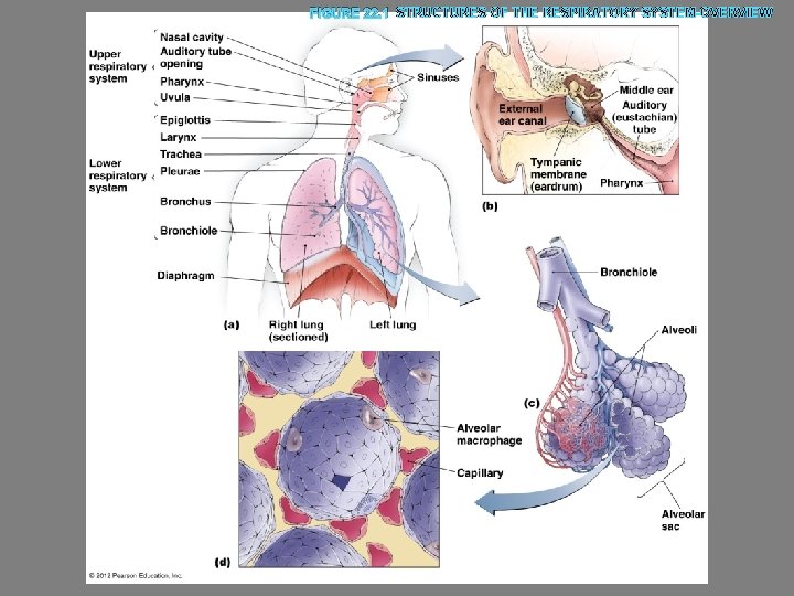 FIGURE 22. 1 STRUCTURES OF THE RESPIRATORY SYSTEM-OVERVIEW 