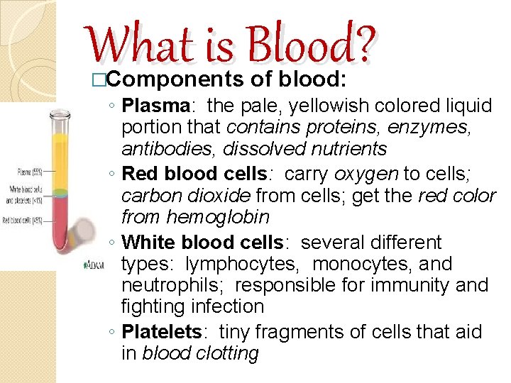 What is Blood? �Components of blood: ◦ Plasma: the pale, yellowish colored liquid portion