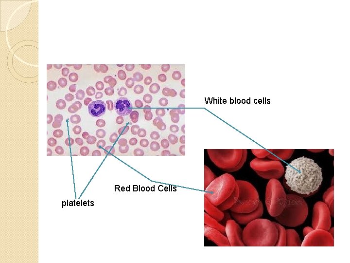 White blood cells Red Blood Cells platelets 