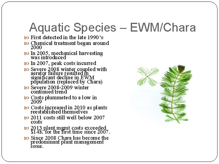 Aquatic Species – EWM/Chara First detected in the late 1990’s Chemical treatment began around