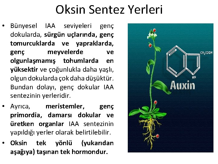 Oksin Sentez Yerleri • Bünyesel IAA seviyeleri genç dokularda, sürgün uçlarında, genç tomurcuklarda ve